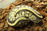 Piton Bola Cypress Fire Mojave Het Clown Hembra iD R2-01
