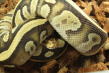 Piton Bola Cypress Fire Mojave Het Clown Hembra iD R2-01