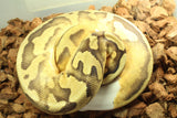 Piton Bola Pied Pastel Yellowbelly Macho ID R1-16