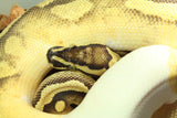 Piton Bola Pied Pastel Yellowbelly Macho ID R1-16