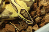 Piton Bola Asphalt Enchi Specter Macho ID R7-19