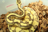 Piton Bola Asphalt Enchi Specter Macho ID R7-19