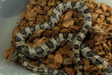 Serpiente del Maiz (Maicera) Anery Macho Juv/Ad ID R6-04