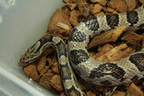 Serpiente del Maiz (Maicera) Anery Macho Juv/Ad ID R6-04