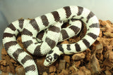 Serpiente Rey de California High White Macho Adulto ID R6-05