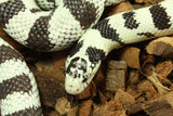 Serpiente Rey de California High White Macho Adulto ID R6-05