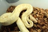 Piton Bola Banana Mojave Macho ID R10-08