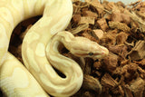 Piton Bola Banana Mojave Macho ID R10-08