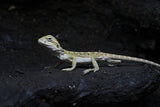 Dragon Barbudo bebe