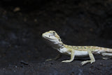 Dragon Barbudo bebe