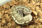 Piton Bola GHI Lesser Macho ID R11-05