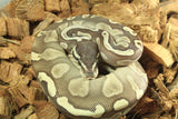 Piton Bola GHI Lesser Macho ID R11-05