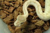 Piton Bola Crystal (Mojave-Special) Bongo Hembra ID R11-07