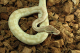 Piton Bola Crystal (Mojave-Special) Bongo Hembra ID R11-07