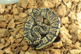 Piton Bola GHI Special Hembra ID R11-12
