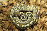 Piton Bola Lesser Bongo Hembra iD R11-18