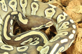 Piton Bola Lesser Bongo Hembra iD R11-18