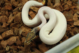 Piton Bola Hypo Pied Macho ID R1-12