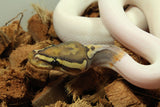 Piton Bola Hypo Pied Macho ID R1-12