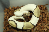 Piton Bola Pied Mojave Hembra ID R4-01