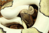 Piton Bola Pied Mojave Hembra ID R4-01