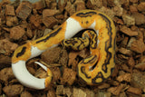 Piton Bola Clown Pied 100% Het Hypo Macho ID R4-02
