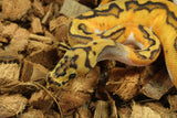 Piton Bola Clown Pied 100% Het Hypo Macho ID R4-02