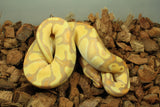Piton Bola Banana Orange Dream Enchi DH Clown Pied Macho ID R4-05