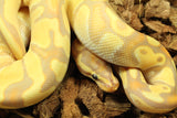 Piton Bola Banana Orange Dream Enchi DH Clown Pied Macho ID R4-05