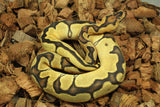 Piton Bola Clown Orange Dream Enchi 66% Het Pied Hembra ID R5-04