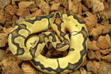 Piton Bola Clown Orange Dream Enchi 66% Het Pied Hembra ID R5-04