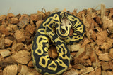Piton Bola Pastel Leopard DH Clown Pied Hembra ID R5-09