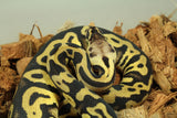 Piton Bola Pastel Leopard DH Clown Pied Hembra ID R5-09