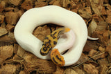Piton Bola Clown Pied Het Hypo Macho ID R5-10