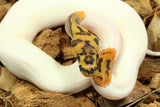Piton Bola Clown Pied Het Hypo Macho ID R5-10