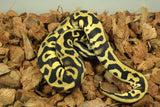Piton Bola Pastel Leopard DH Clown Pied Macho ID R5-11