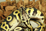 Piton Bola Pastel Leopard DH Clown Pied Macho ID R5-11