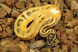 Piton Bola Orange Dream Enchi Pied Het Clown Macho ID R5-16