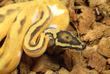 Piton Bola Orange Dream Enchi Pied Het Clown Macho ID R5-16