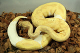 Piton Bola Banana Pied Hembra ID R4-06