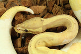Piton Bola Banana Pied Hembra ID R4-06