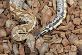 Piton Sangre Rojo de Sumatra Het Albino T+ Macho ID R7-06