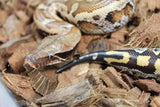 Piton Sangre Rojo de Sumatra Het Albino T+ Macho ID R7-06