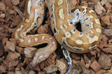 Piton Sangre Rojo de Sumatra Het Albino T+ Macho ID R7-07
