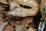 Piton Sangre Rojo de Sumatra Het Albino T+ Macho ID R7-07