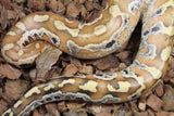 Piton Sangre Rojo de Sumatra Het Albino T+ Macho ID R8-11