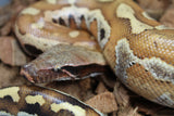 Piton Sangre Rojo de Sumatra Het Albino T+ Macho ID R8-11