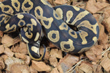 Piton Bola Confussion Special Leopard Macho ID R7-10