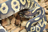 Piton Bola Confussion Special Leopard Macho ID R7-10
