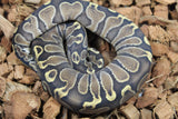 Piton Bola Mystic Leopard GHI Hembra ID R7-17